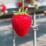 うめ さんのプロフィール写真