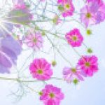 あこっと さんのプロフィール写真